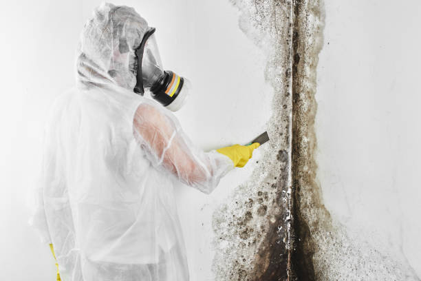 Best Mold Testing and Inspection Services in Hamilton City, CA
