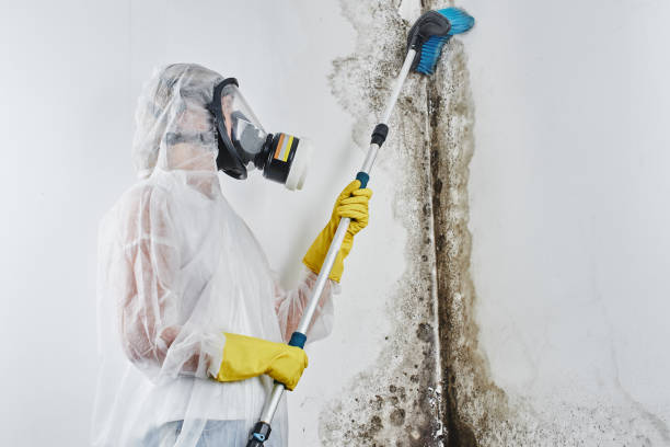 Best Post-Remediation Services in Hamilton City, CA