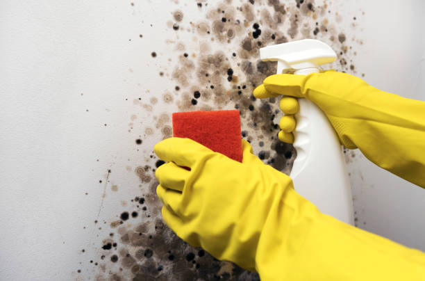 Best Post-Flood Mold Remediation in Hamilton City, CA
