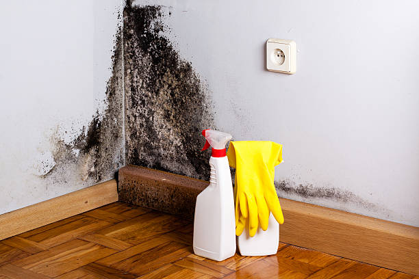 Best Bathroom Mold Remediation in Hamilton City, CA