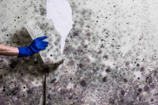Best Crawl Space Mold Remediation in Hamilton City, CA