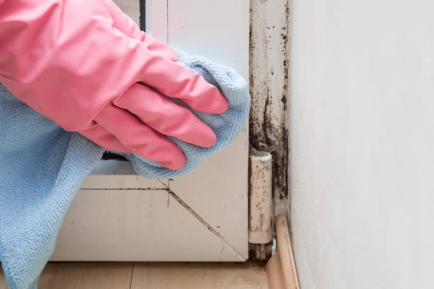 Trusted Hamilton City, CA Mold Remediation Experts
